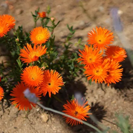 别墅 Casa Manjua *