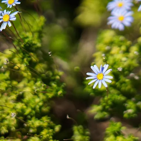 빌라 Casa Manjua *