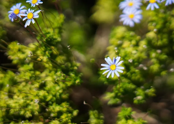 别墅 Casa Manjua *